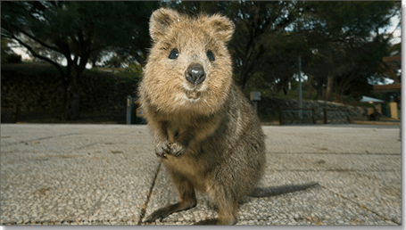 Quokka selfie